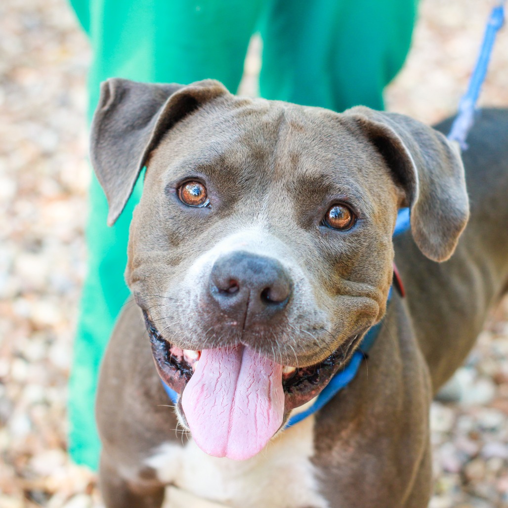 ROCKSTAR - Terrier, American Staffordshire / Mix available for adoption