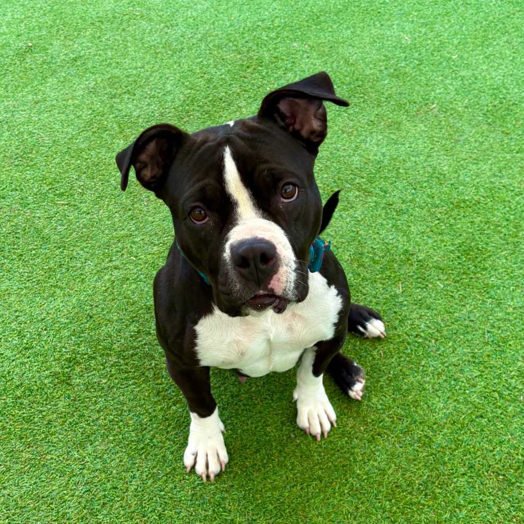 Adopt - APA Las Cruces