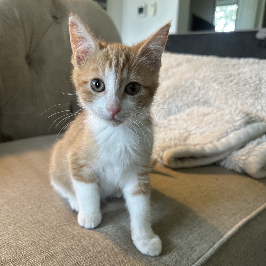 ZIP - Domestic Shorthair available for adoption