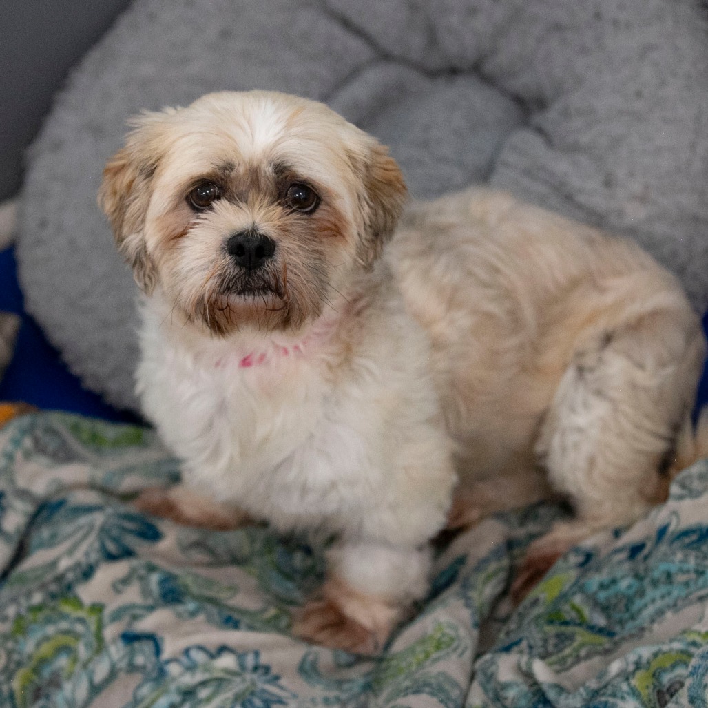 Millie (JY26-77), photo 7