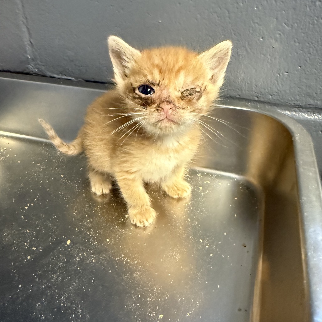 Tusc Stray 84555 2 3 4