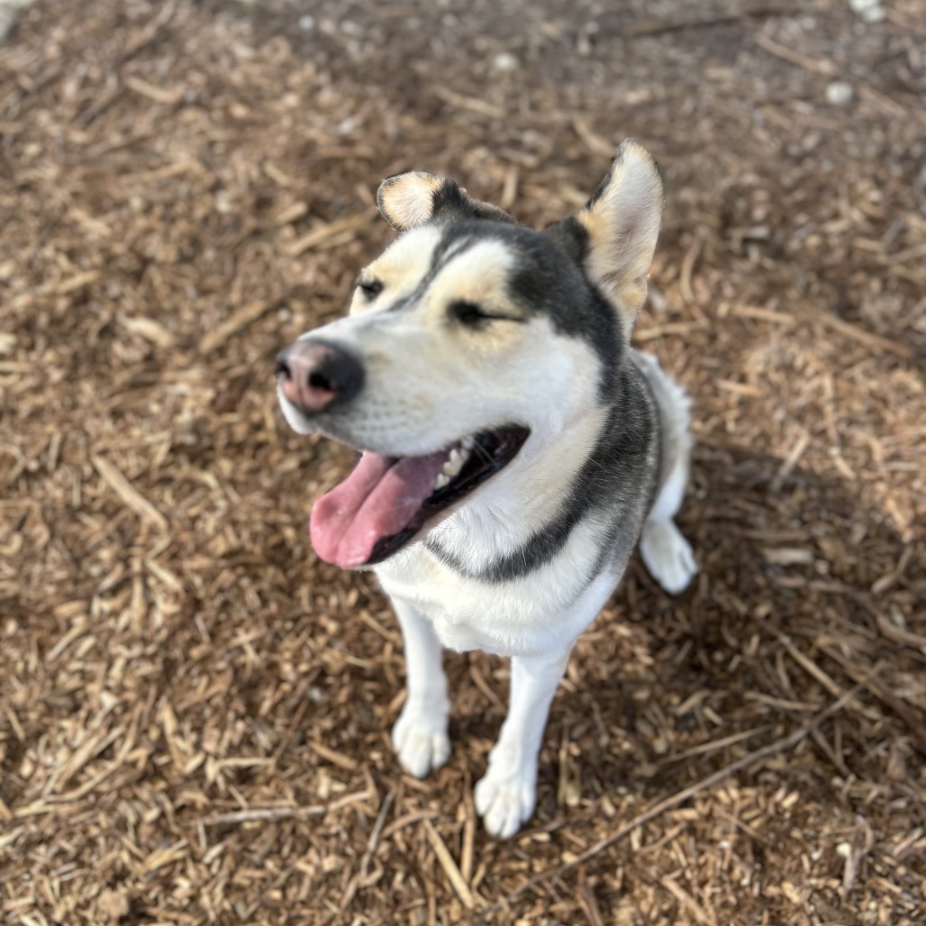 BINDI, photo 5