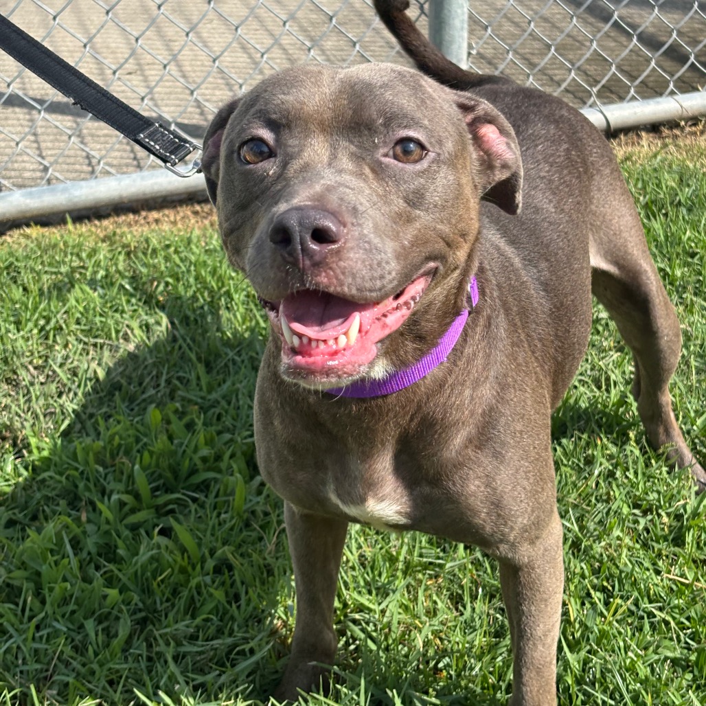 JENNA - Terrier, Pit Bull / Mixed Breed (Medium) for adoption in League City