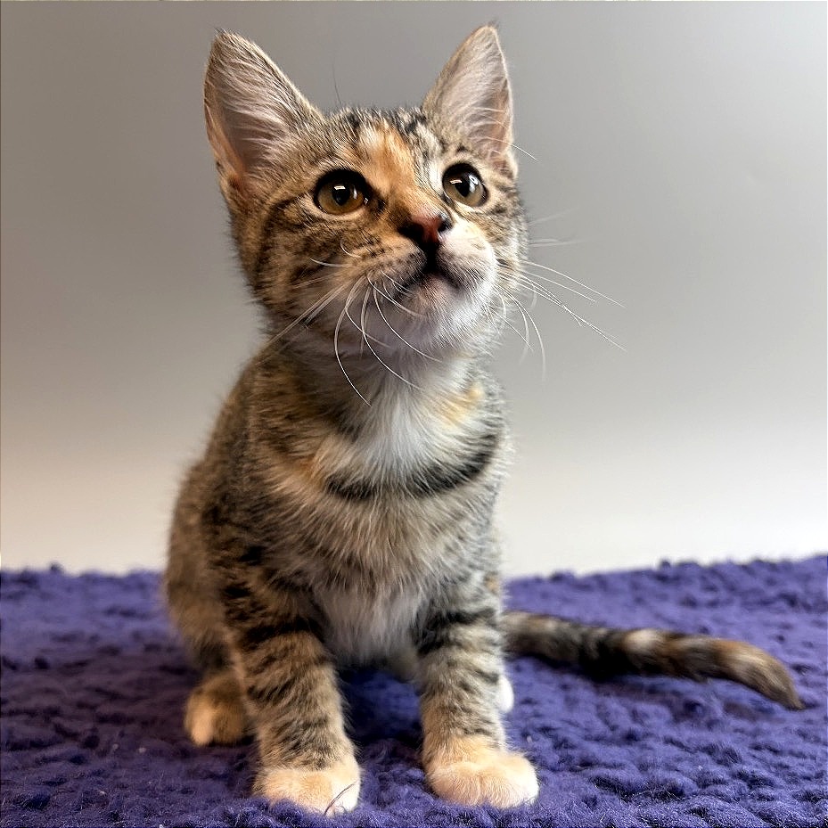 ZEPPELIN - Domestic Shorthair available for adoption