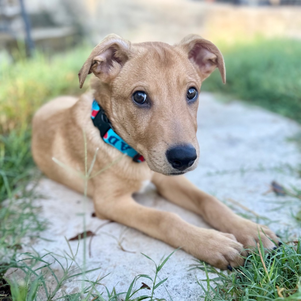 ANDOUILLE - Retriever, Golden / Retriever, Yellow Labrador available for adoption
