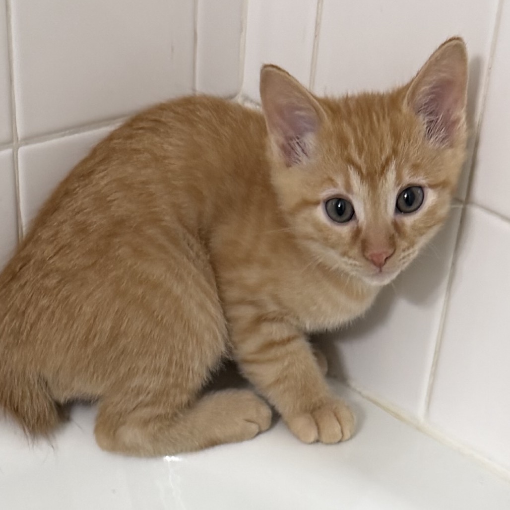 HADES - Domestic Shorthair available for adoption