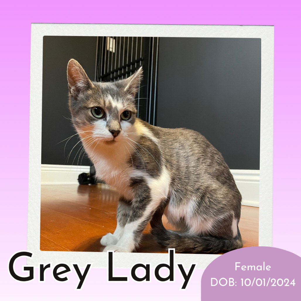 Grey Lady