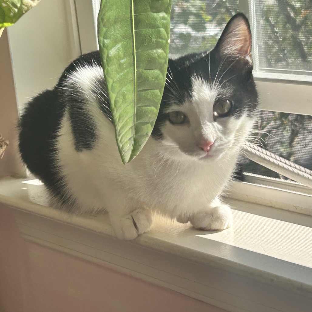 Pedro, photo 10