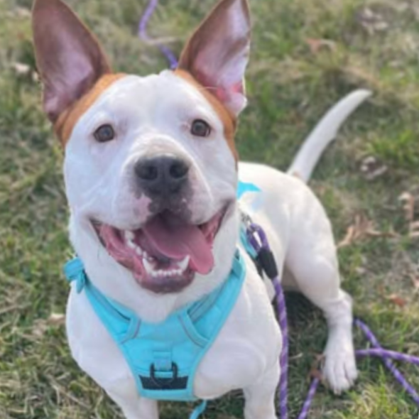 Cole, adopted