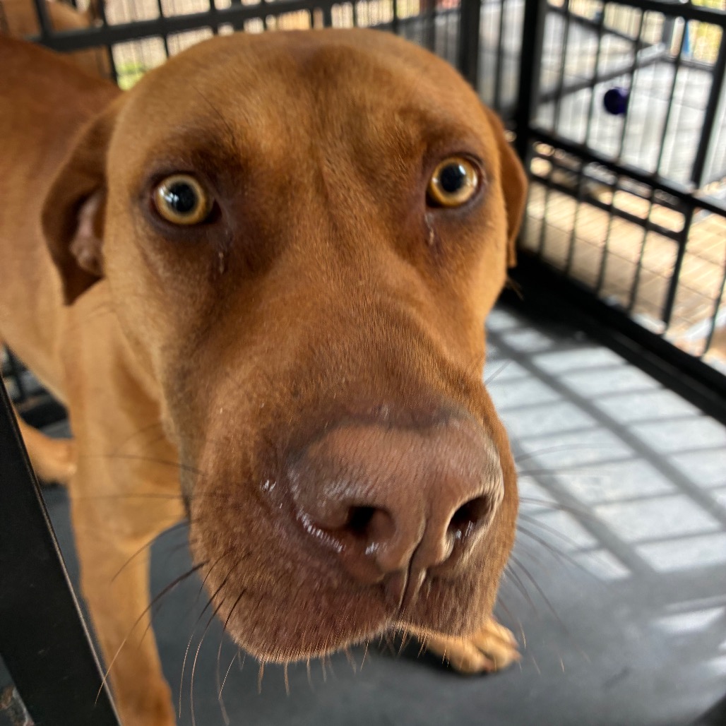 Vizsla