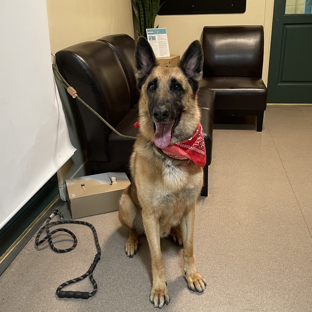 German Shepherd