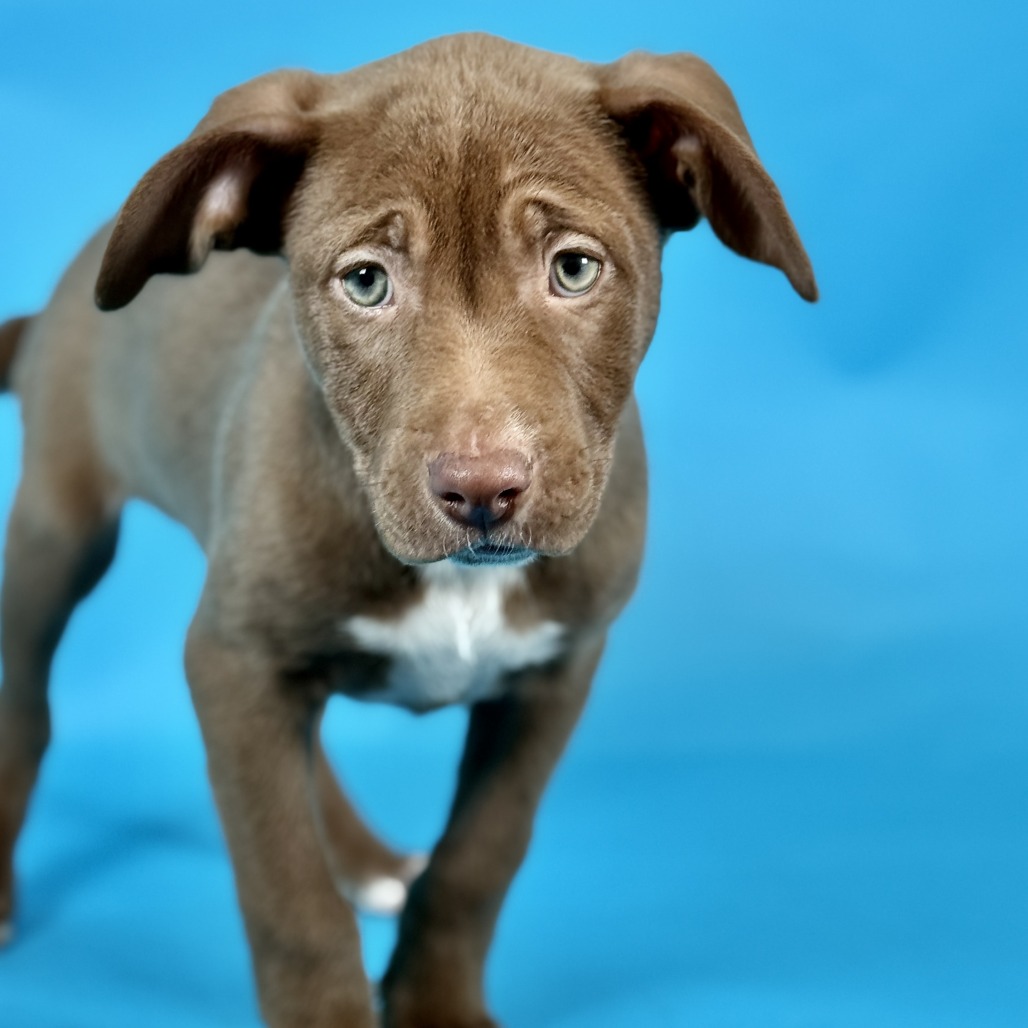 Glitter Sprinkles — thumbnail 4