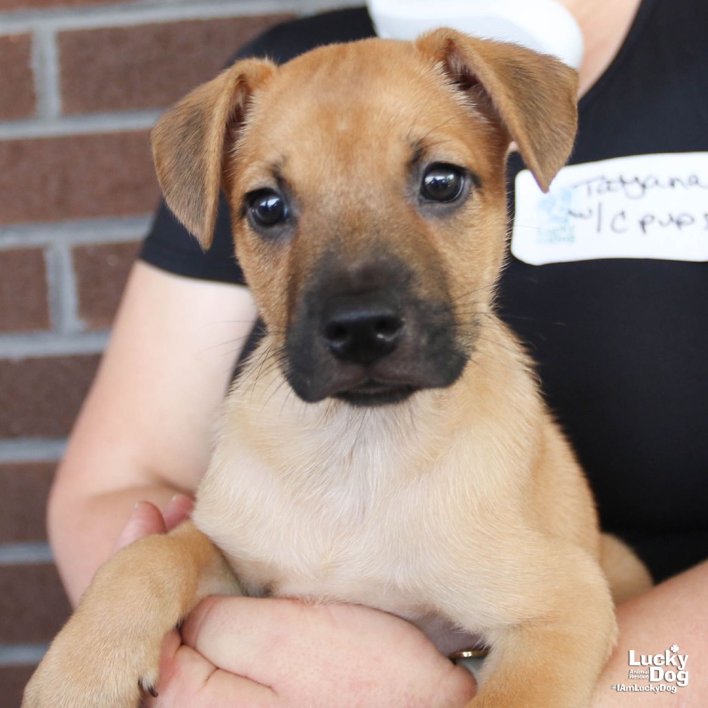 CABBAGE - Shepherd / Terrier available for adoption