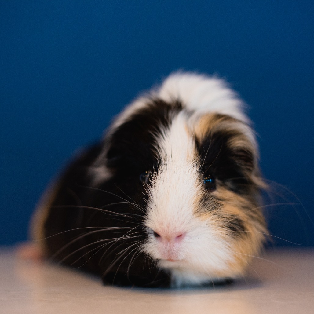 KODY - Other available for adoption