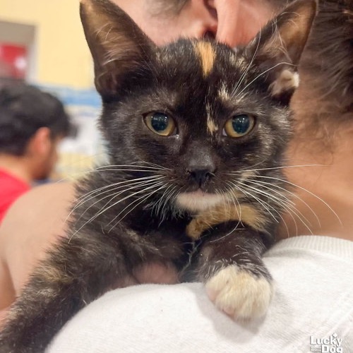 COVE - Domestic Shorthair available for adoption