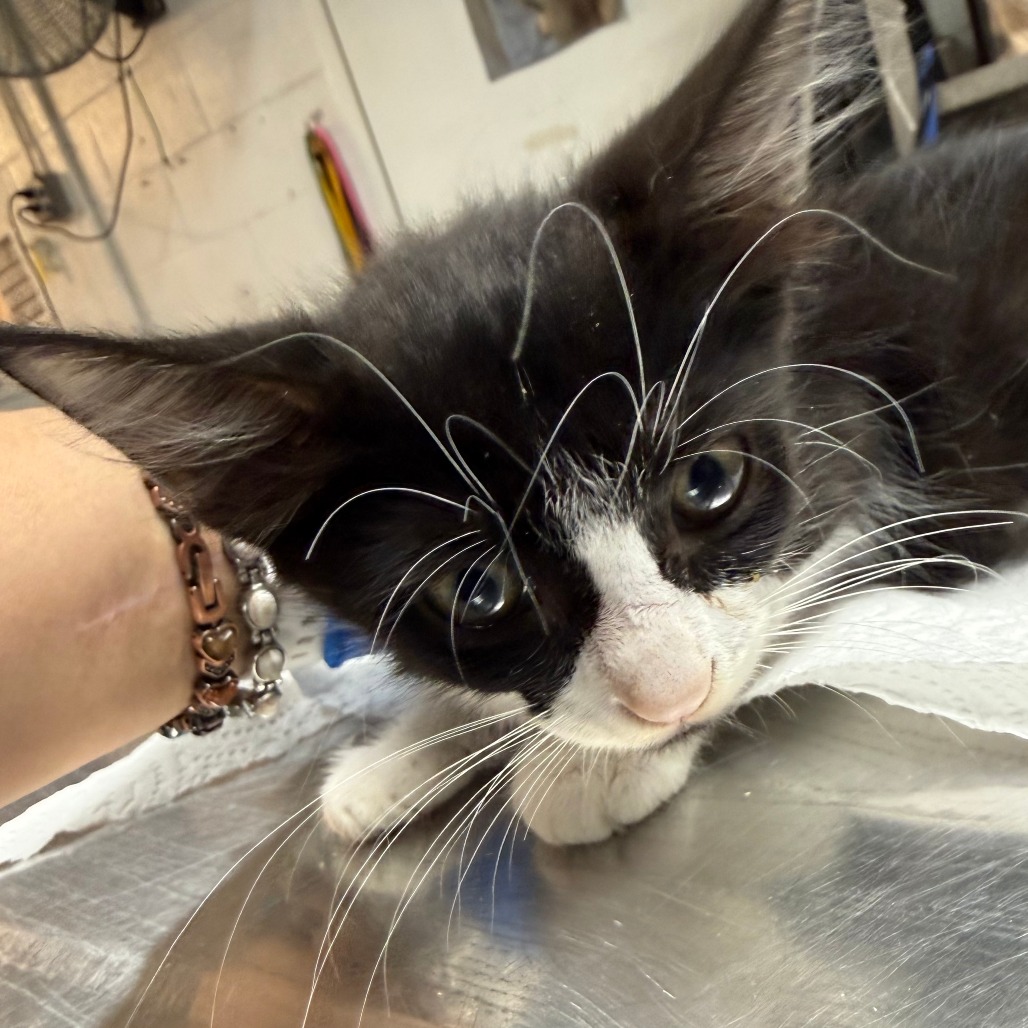 ENGINE - Domestic Shorthair available for adoption