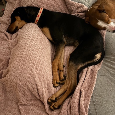 Jade, photo 13