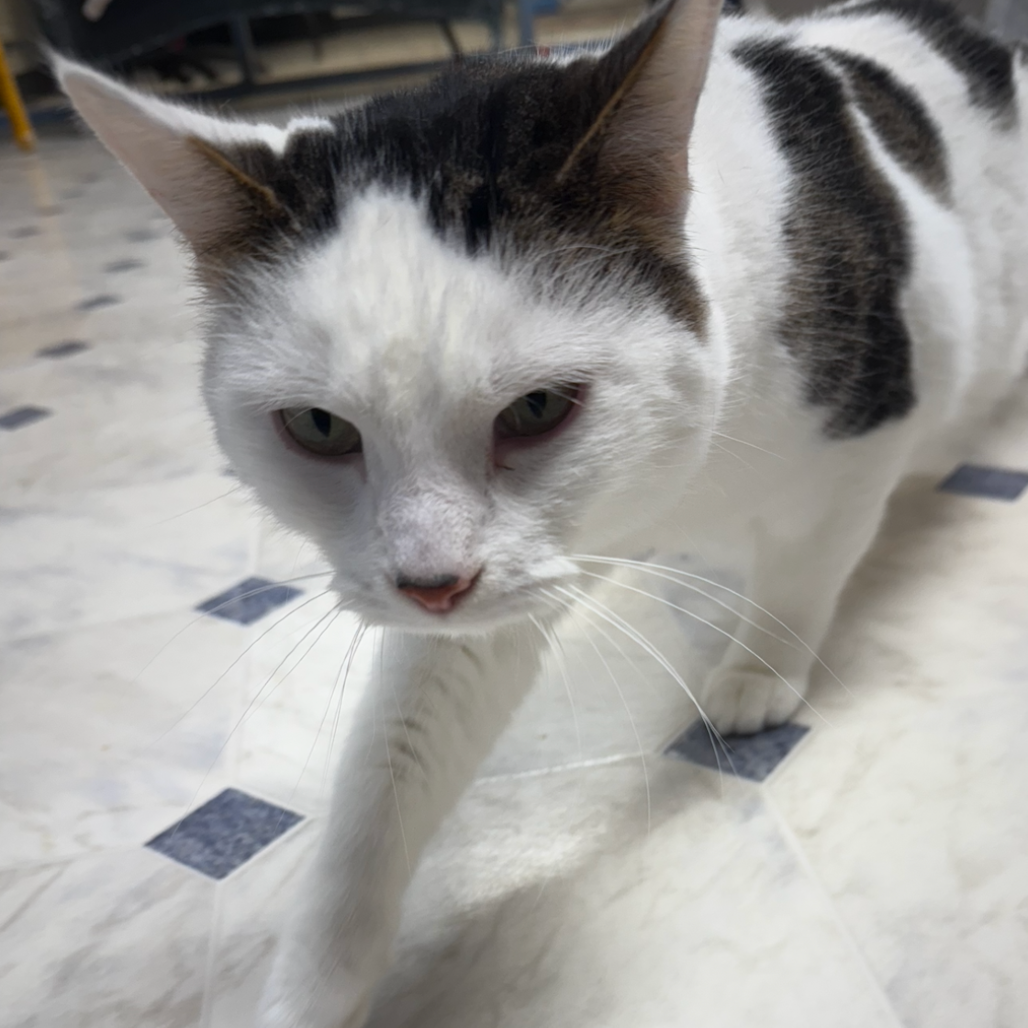 Cocaine, available for adoption