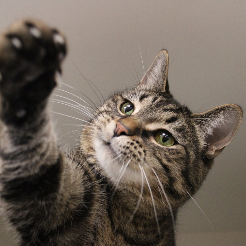 Vingthor — thumbnail 4