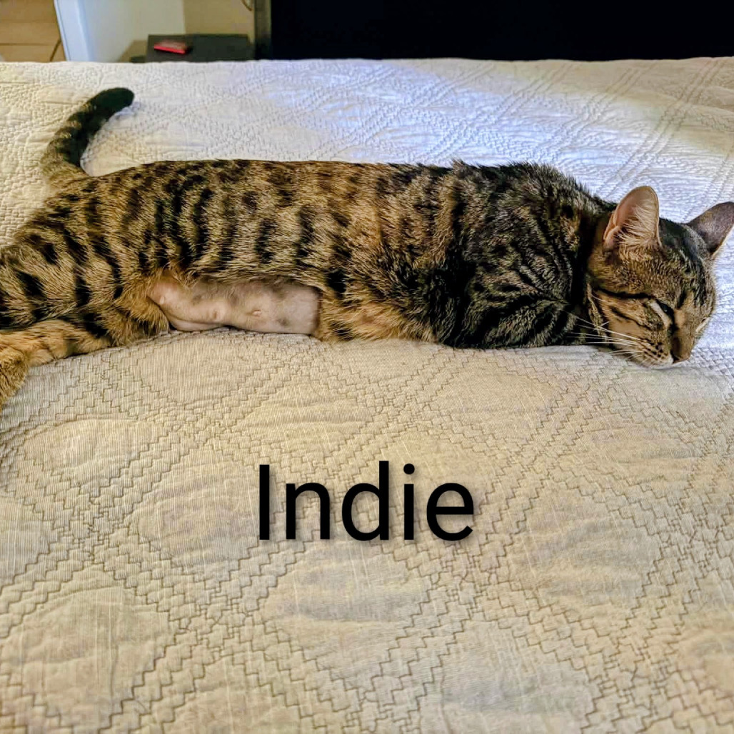 Indie @Paws and Purrs, an adoptable cat