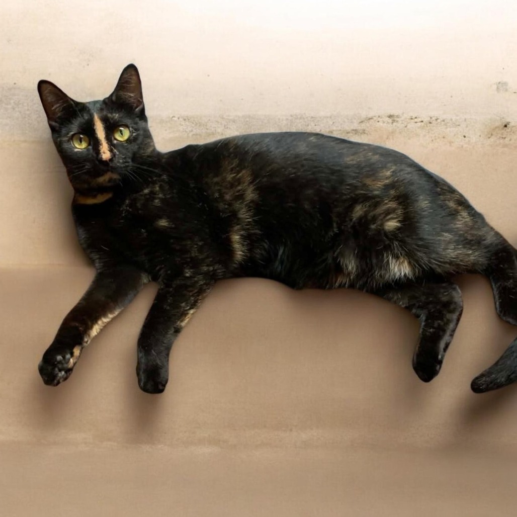 Mikayla, an adoptable cat