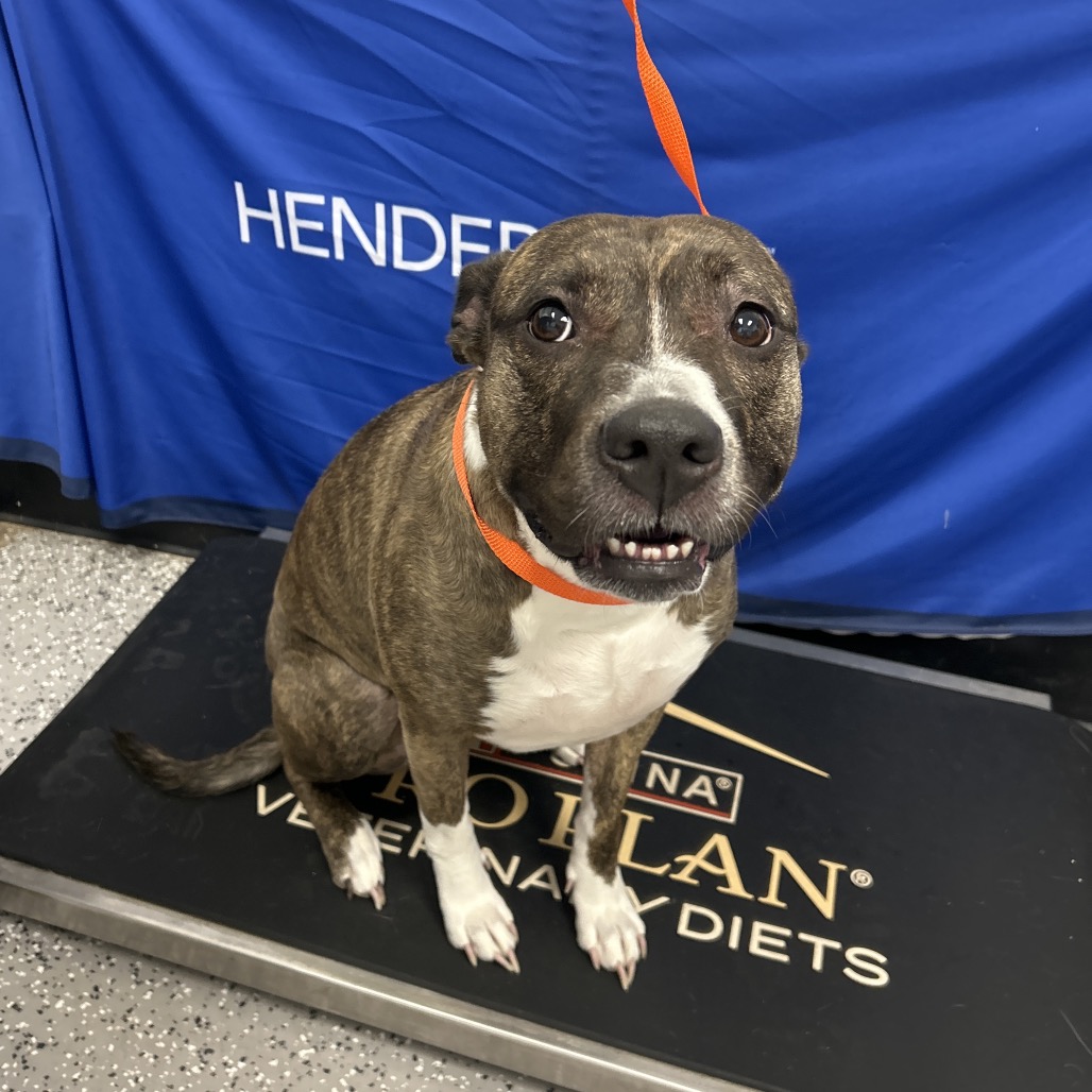 BUFFY - Terrier, American Staffordshire / Boxer available for adoption
