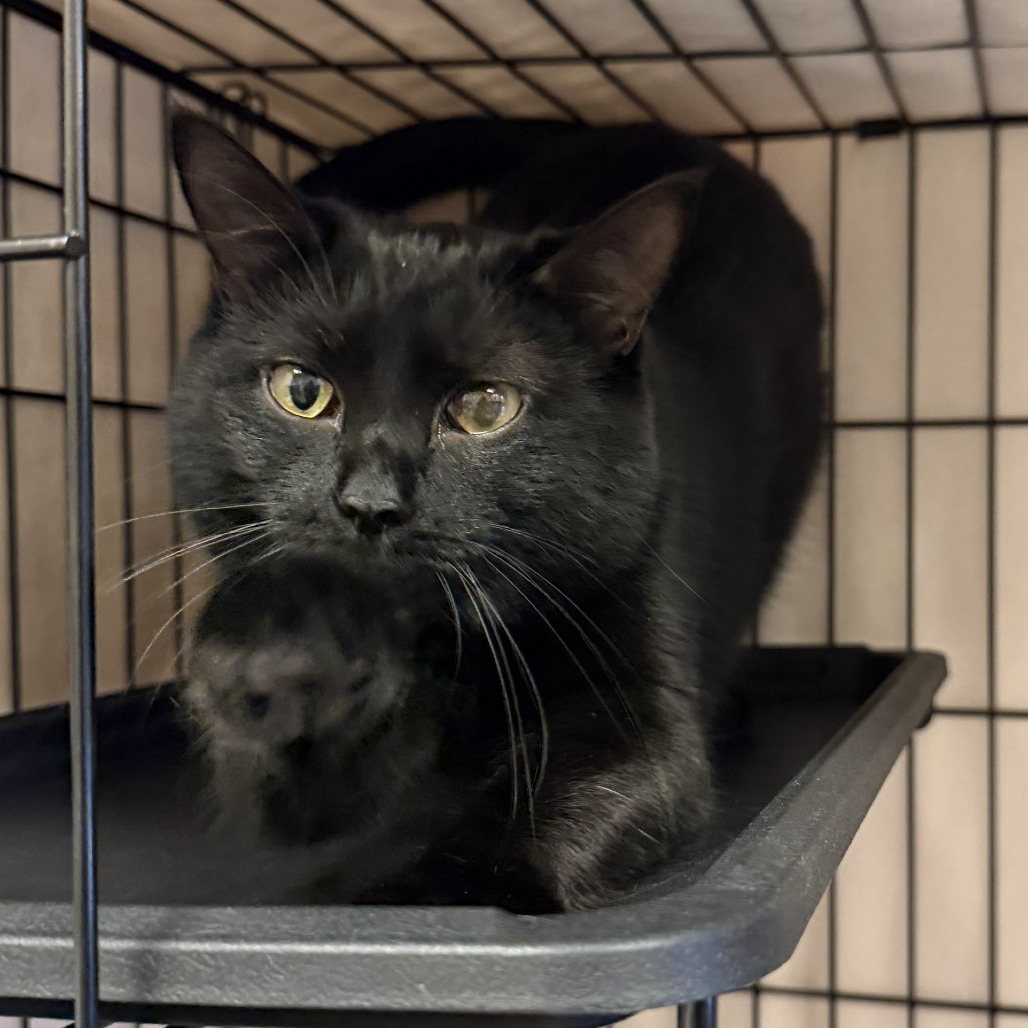 PIXIE - Domestic Shorthair for adoption in Tempe
