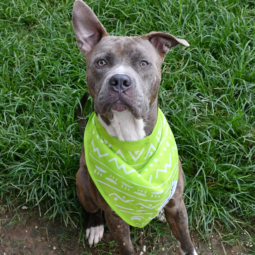 HARVEY - Terrier / Pit Bull available for adoption