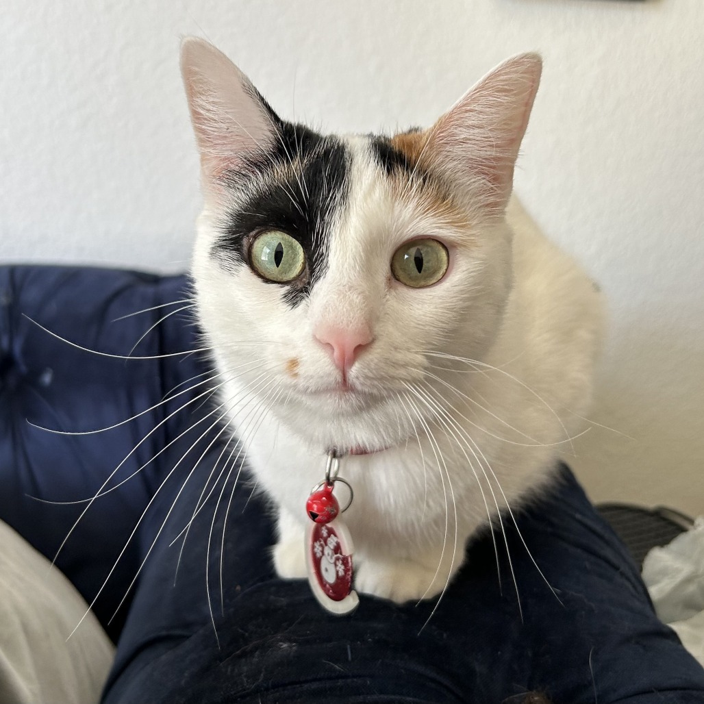 Holly: Female 30 Domestic Shorthair