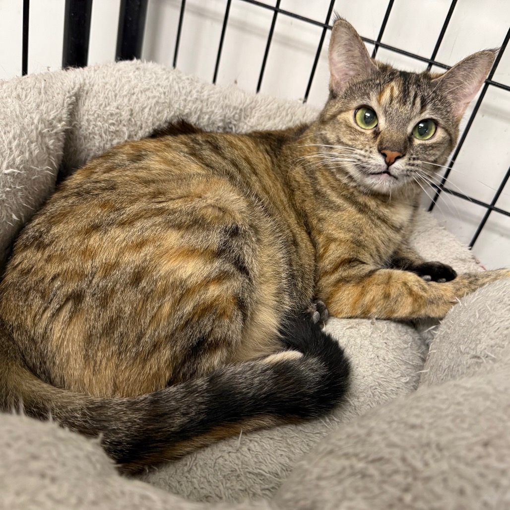 Nala, photo 5