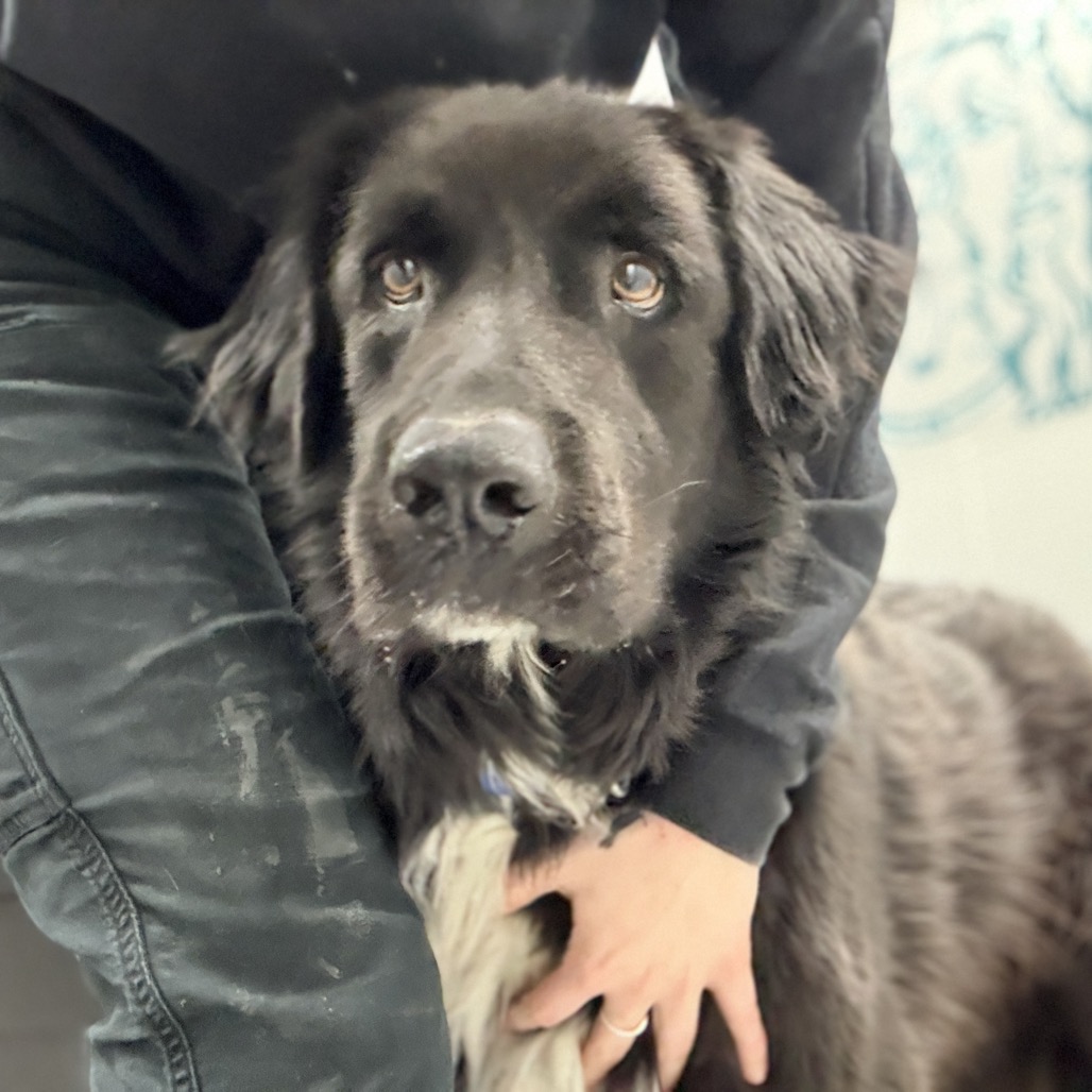 Scout, photo 10