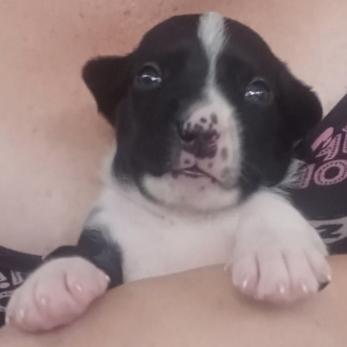 PABLO - Terrier / Mix available for adoption
