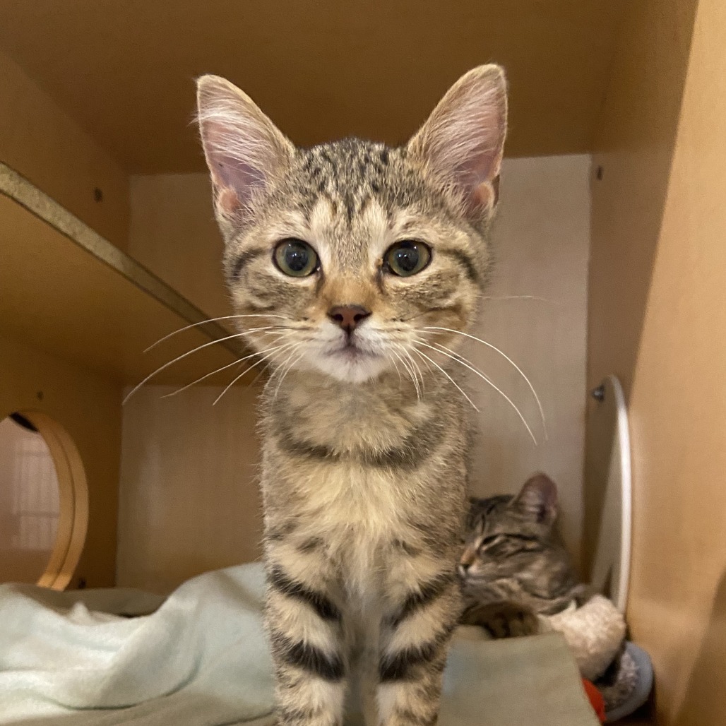 HEAD AND SHOULDERS - Domestic Shorthair available for adoption