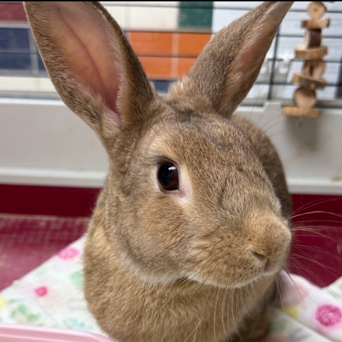 ANUA - American Sable available for adoption