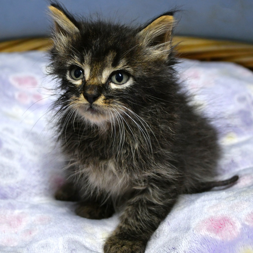 BOO! - Domestic Shorthair available for adoption