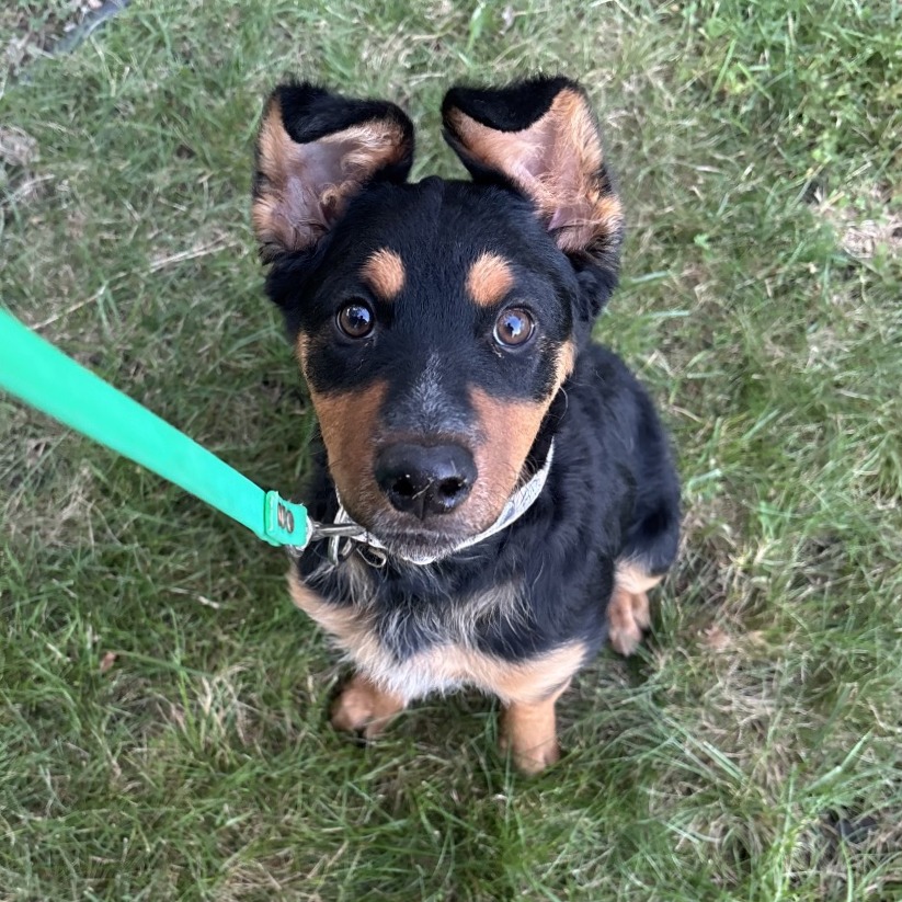 RINGO - Rottweiler / Shepherd, Australian available for adoption