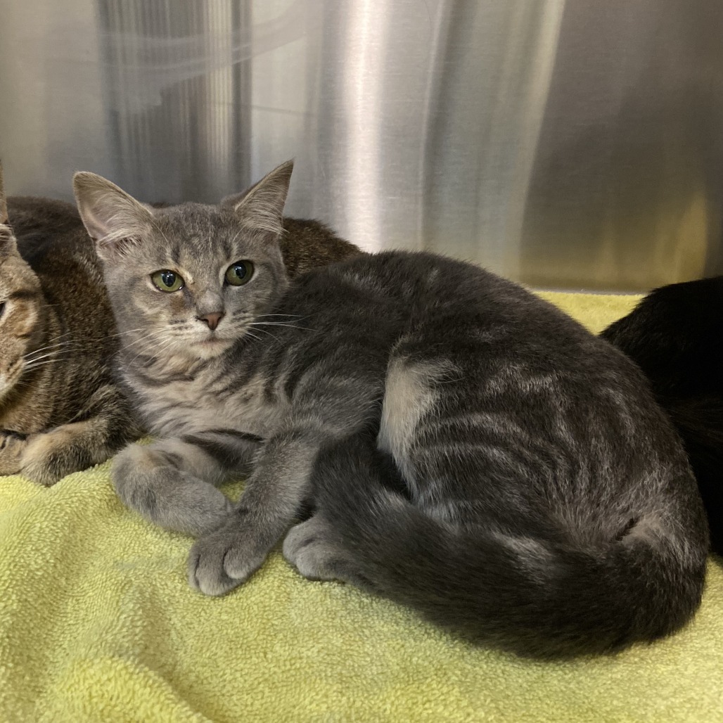 GREYHOUND - Domestic Shorthair available for adoption