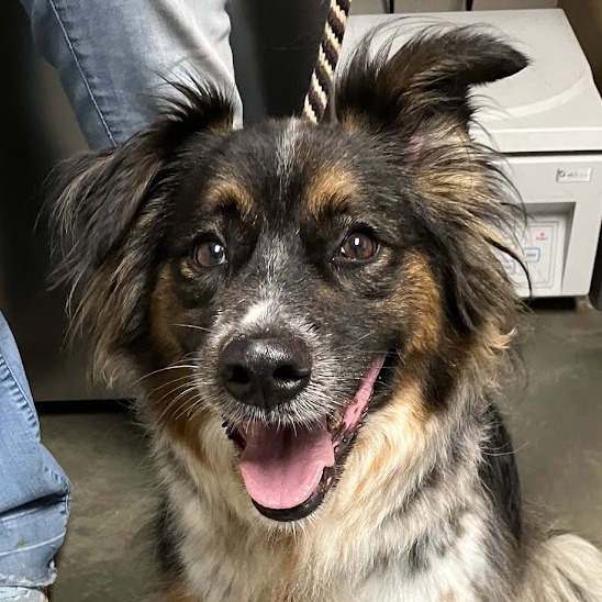 Mixed Breed
