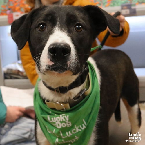 BALT - Collie, Border / Retriever, Labrador available for adoption