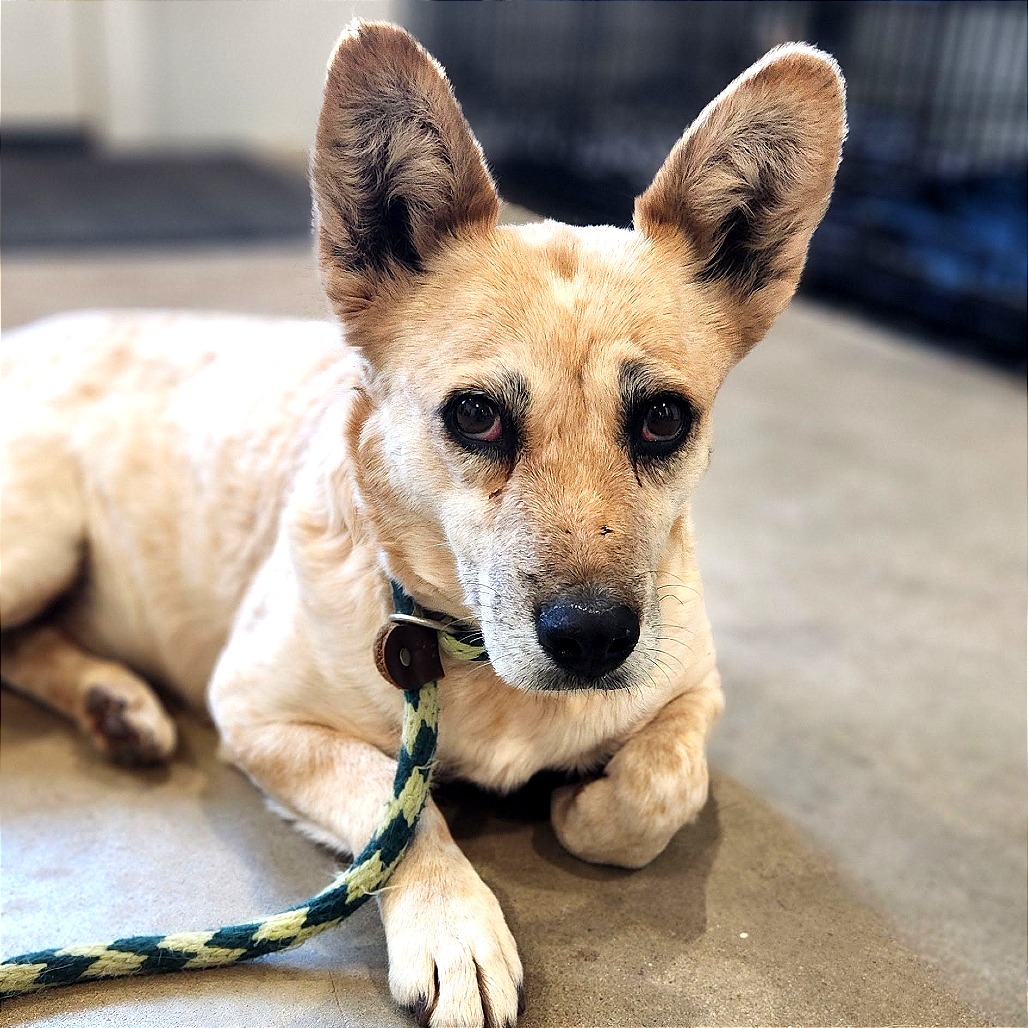 Brie — thumbnail 3