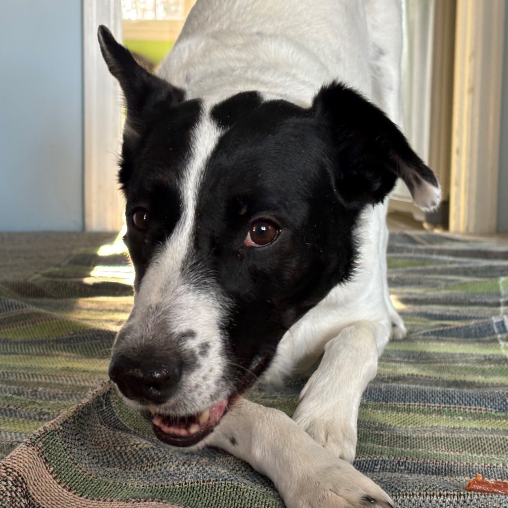 Brie--In Foster, photo 11