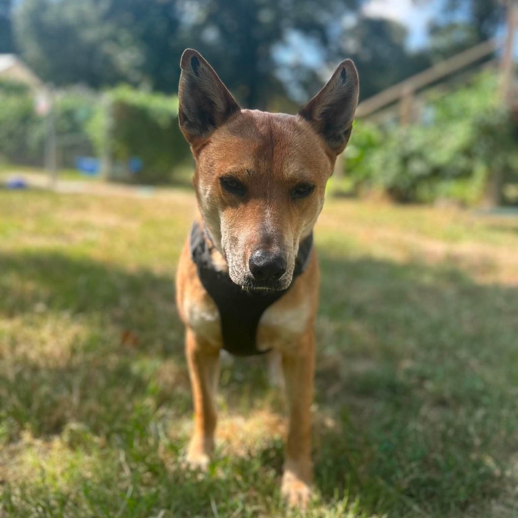 Reagan, photo 19