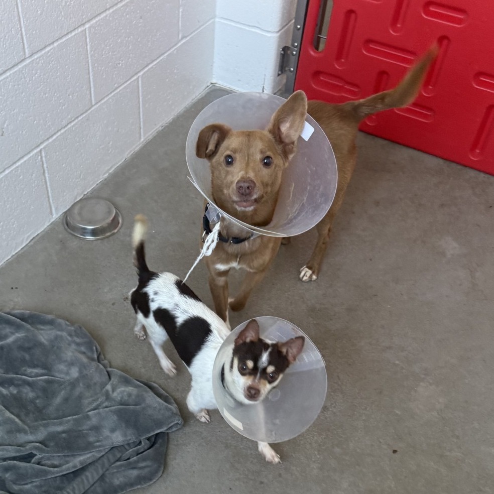 Photo of Zeplin and Aussie
