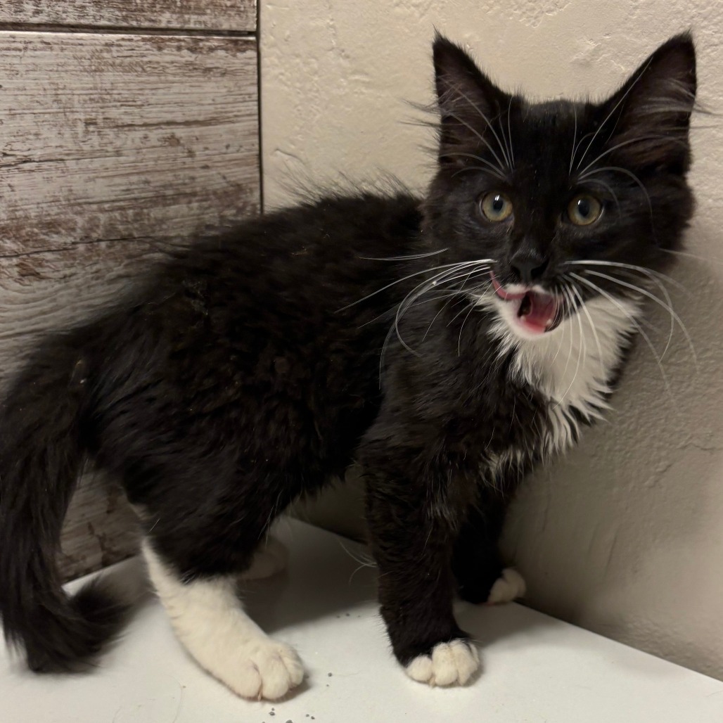 Elsa, adopted