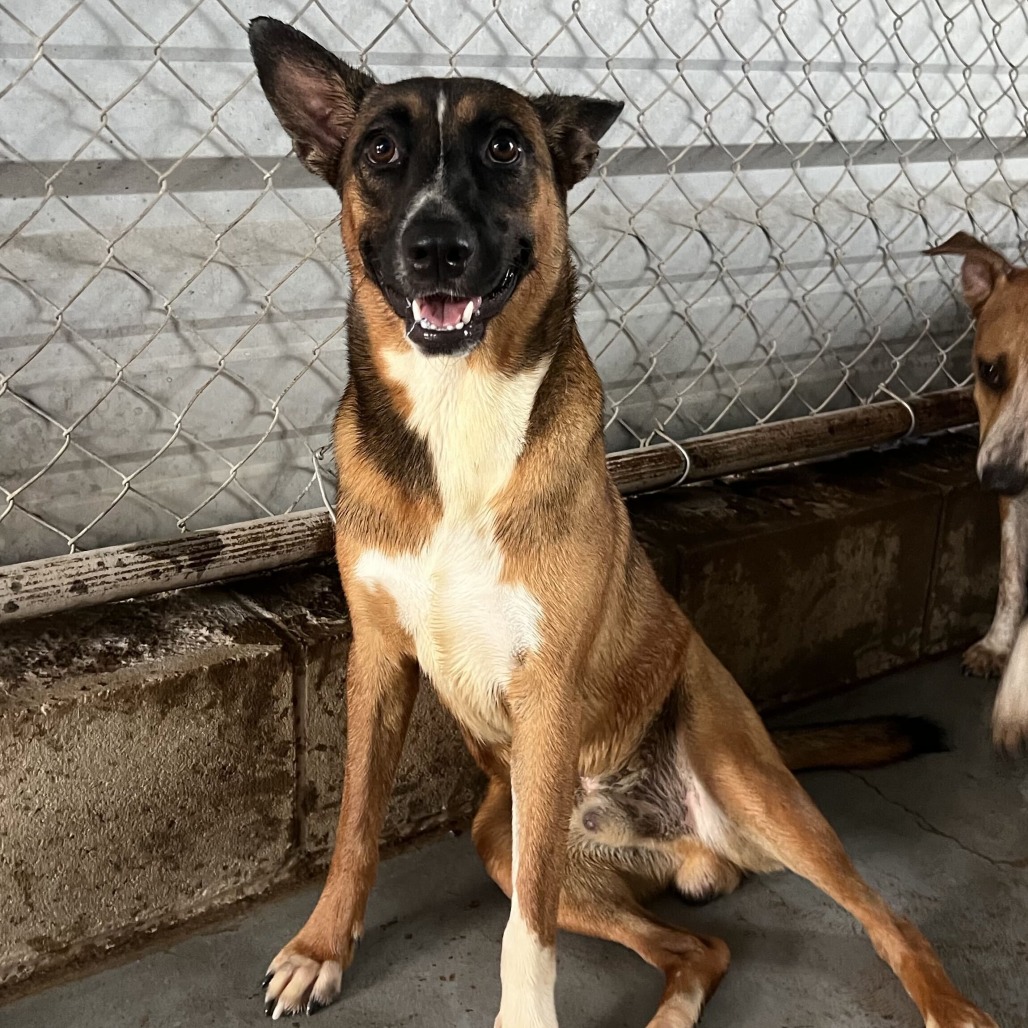 Fiddle , available for adoption at PVAS