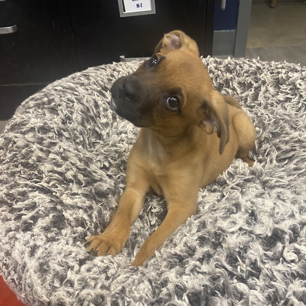 CARDBOARD - Mixed Breed (Medium) / Mix available for adoption