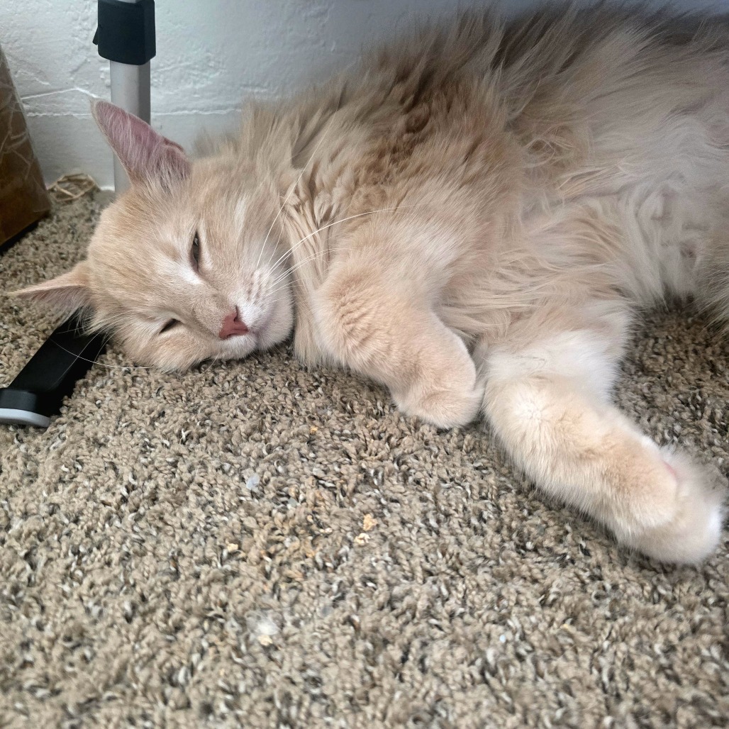 Alistair, photo 5