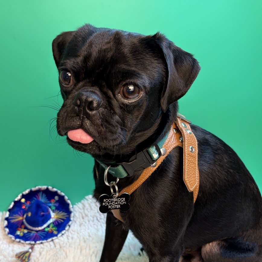 WILLIE - Pug for adoption in San Antonio