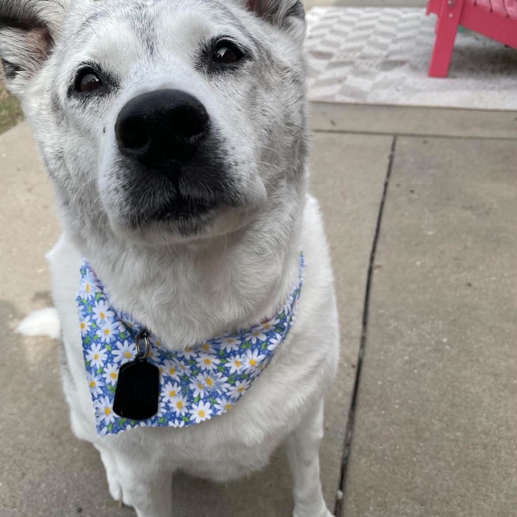 Miss Daisy, photo 10