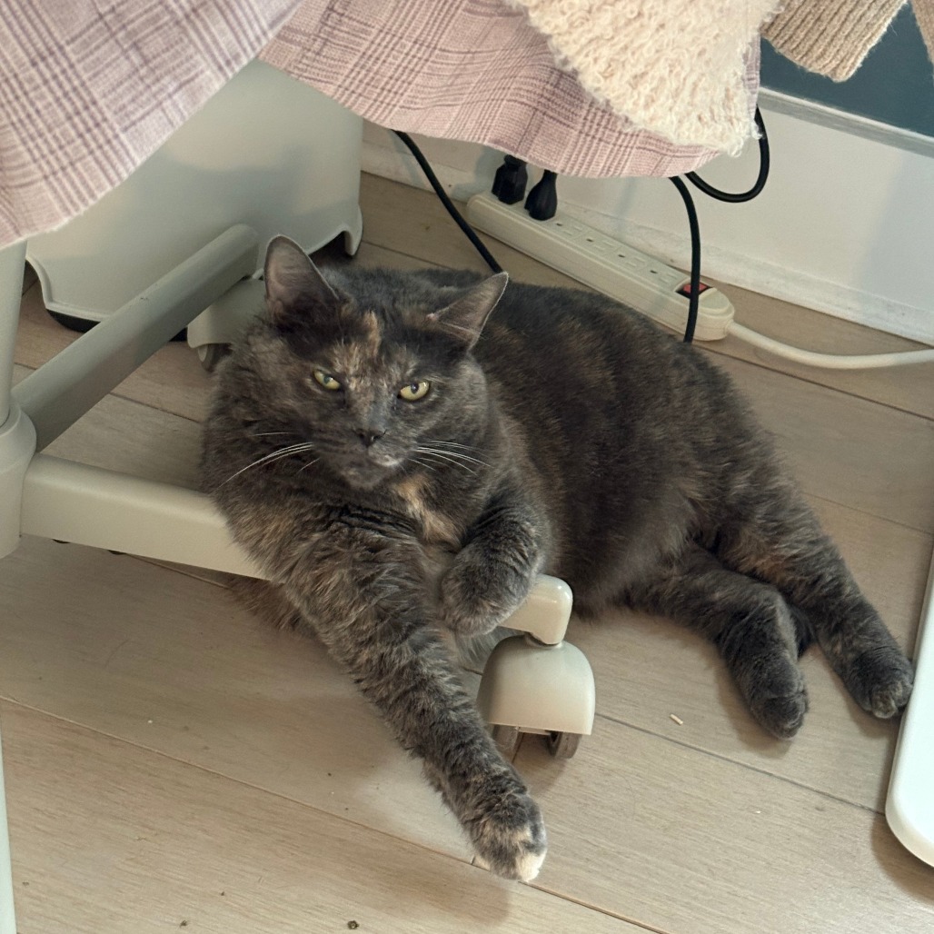 Dolly Purrton, photo 8